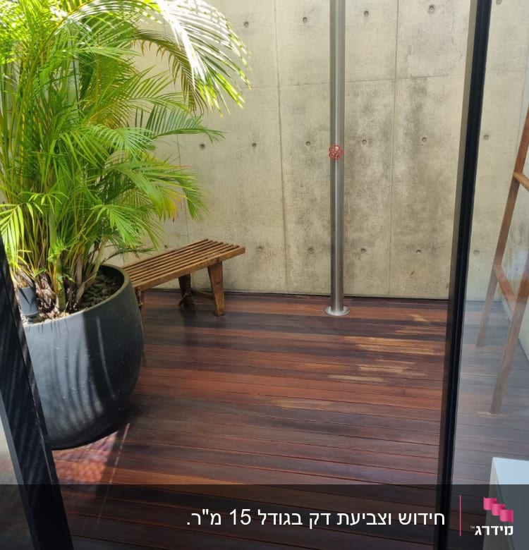 רצפת עץ עם עציץ גדול וצמח ירוק